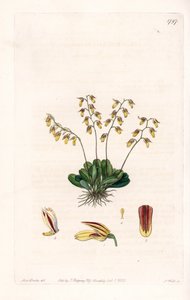 Orchid: variety of epidendre - Talíř vyrytý S. Wattsem, z ilustrace Sarah Anne Drake (1803-1857), z Botanického registru Sydenham Edwards (1768-1819), Anglie od Sydenham Teast Edwards