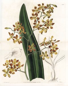 Orchidej: odrůda epidendrum - Talíř vyrytý S. Wattsem, z ilustrace Sarah Anne Drake (1803-1857), z Botanického registru Sydenham Edwards (1768-1819), Anglie od Sydenham Teast Edwards