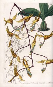 Orchidej: odrůda gongory, původem z Jižní Ameriky - deska vyrytá S. Wattsem, z ilustrace Sarah Anne Drake (1803-1857), z Botanického registru Sydenham Edwards (1768-1819), Anglie od Sydenham Teast Edwards