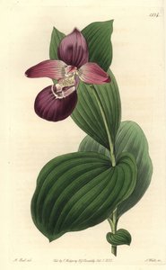 Orchidee clog of Venus má velké květy - cypripedium velkokvěté nebo střevíčník velkokvětý, Cypripedium macranthos. Ručně kolorovaná mědirytina S. Wattse podle ilustrace M. Harta z Sydenham Edwards