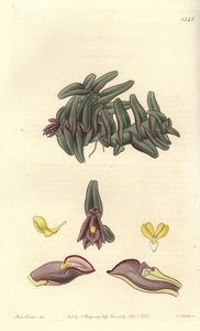 Orchideje epidendrum Střední Ameriky - Epidendrum schlechterianum orchidej (Purple nanodes, Nanodes discolor). Ručně kolorovaná mědirytina od S. Wattse podle ilustrace slečny Sarah Drakeové z Sydenham Edwards