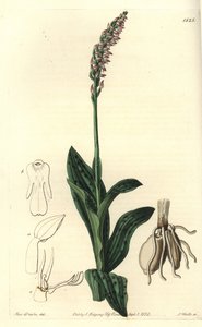Orchidee neotin - Hustokvětá orchidej Neotinea maculata (Aceras secundiflora, Aceras secundiflora). Ručně kolorovaná mědirytina od S. Wattse podle ilustrace slečny Sarah Drakeové z botanického registru Sydenhama Edwardse, Ridgeway, Londýn od Sydenham Teast Edwards