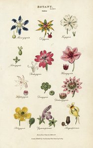 Objednávky květin: Monogynia, Digynia, Trigynia, Pentagynia atd. Ručně kolorovaná mědirytina podle Sydenhama Edwardse z John Mason Good