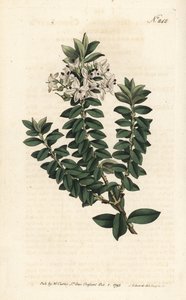Myrta ouessantská nebo veronika eliptická - rozrazil křížolistý, Veronica decussata. Ručně kolorovaná mědirytina od Sansom podle ilustrace Sydenhama Edwardse rom William Curtis