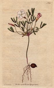 Oxalis (šťovík malý) má bílé pruhované květy a sladkorůžové, původem z Afriky. Pruhovaný květovaný dřevěný šťovík s růžovými candy pruhovanými bílými květy. Rodák z Afriky. Oxalis versicolor. Ručně kolorovaná mědirytina z botanické ilustrace od od Sydenham Teast Edwards