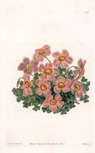 Oxalis Variete - Talíř vyrytý S. Wattsem, z ilustrace Sarah Anne Drake (1803-1857), z Botanického registru Sydenham Edwards (1768-1819), Anglie od Sydenham Teast Edwards