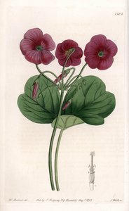Oxalis de Bowie - Talíř vyrytý S. Wattsem, z ilustrace Sarah Anne Drake (1803-1857), z Botanického registru Sydenham Edwards (1768-1819), Anglie od Sydenham Teast Edwards
