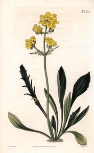 Patrinia sibirica (valeriána altajská, Valeriana ruthenica). Ručně kolorovaná mědirytina od Weddella po ilustraci Sydenhama Edwardse z “”” Botanical Magazine,”” London Samuela Curtise od Sydenham Teast Edwards