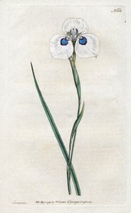 Peacock Iris - Litografie od Sydenhama Edwardse (1768-1819), deska z botanického časopisu Williama Curtise (1746-1799) od Sydenham Teast Edwards