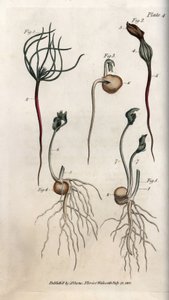 Hrách, semeno luštěnin má různé fáze klíčení. Barevná mědirytina, ilustrace Sydenham Edwards (1768-1819) pro Conference of Botanical, Botanická zahrada Lambeth (Anglie) od Sydenham Teast Edwards