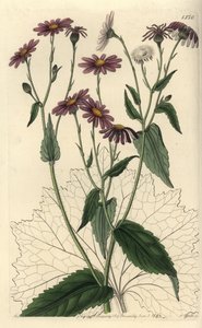 Pericallis tussilaginis (podběl listnatý, Senecio tussilaginis). Ručně kolorovaná mědirytina od S. Wattse podle ilustrace slečny Sarah Drakeové z botanického registru Sydenhama Edwardse, Ridgeway, Londýn od Sydenham Teast Edwards