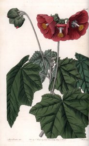 Phymosia variete, červené květy, původem z Mexika - vyryl S. Watts, z ilustrace Sarah Anne Drake (1803-1857), z Botanického registru Sydenham Edwards (1768-1819), Anglie od Sydenham Teast Edwards