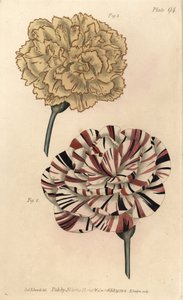 Picotee karafiát 1 a šarlatový bizarní karafiát 2. Ručně kolorovaná mědirytina F. Sansom z botanické ilustrace Sydenhama Edwardse pro přednášky Williama Curtise o botanice, které byly dodány v Botanické zahradě v Lambeth od Sydenham Teast Edwards