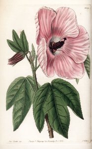 Pink Hibiscus - Talíř vyrytý S. Wattsem, z ilustrace Sarah Anne Drake (1803-1857), z Botanického registru Sydenham Edwards (1768-1819), Anglie od Sydenham Teast Edwards