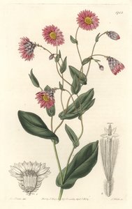 Růžový rhodanthe, původem z Austrálie - S. Watts silná voda z ilustrace Sarah Anne Drake (1803-1857), z botanického registru od Sydenham Teast Edwards