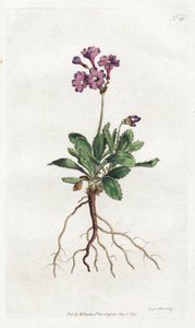 Primevere marginee - Litografie Sydenhama Edwardse (1768-1819), deska z botanického časopisu Williama Curtise (1746-1799) od Sydenham Teast Edwards