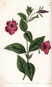 Fialový květ petúnie - Talíř vyrytý S. Wattsem, z ilustrace Sarah Anne Drake (1803-1857), z Botanického registru Sydenham Edwards (1768-1819), Anglie od Sydenham Teast Edwards