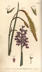 Fialová orchidej, Samčí orchidej, Gynandria od Sydenham Teast Edwards