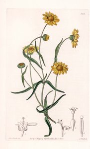Queen Daisy of California - vyryto S. Wattsem, z ilustrace Sarah Anne Drake (1803-1857), z Botanického registru Sydenham Edwards (1768-1819), Anglie od Sydenham Teast Edwards
