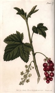 Červený rybíz. Barevná mědirytina, ilustrace Sydenham Edwards (1768-1819) pro Conference of Botanical, Botanická zahrada Lambeth (Anglie) od Sydenham Teast Edwards