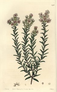 Červená soulangia, Soulangia rubra. Ručně kolorovaná mědirytina od S. Wattse podle ilustrace J. Harta z Sydenham Edwards