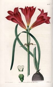 Rodophiale bifide - rytá deska od S. Wattse, podle ilustrace Sarah Anne Drake (1803-1857), z Botanického registru Sydenham Edwards (1768-1819), Anglie od Sydenham Teast Edwards