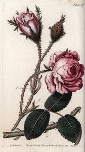 Růže, květ růže sto listů. Barevná mědirytina, ilustrace Sydenham Edwards (1768-1819) pro Botanickou konferenci, Botanická zahrada v Lambethu (Anglie). od Sydenham Teast Edwards