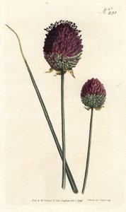 Česnek kulatý, Allium sphaerocephalon (Česnek nachový, Allium descendens). Ručně kolorovaná mědirytina od Sansom podle ilustrace Sydenhama Edwardse z William Curtis