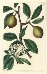 Hrušeň šalvěj listová - hruška šalvějová, Pyrus salviifolia (Pyrus salvifolia). Ručně kolorovaná mědirytina od S. Wattse podle ilustrace Sarah Drake z botanického registru Sydenhama Edwardse, Ridgeway, Londýn od Sydenham Teast Edwards