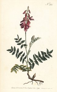 Sainfoin des Alpes - Vičenec alpský, Hedysarum hedysaroides (Hedysarum obscurum) - Ručně kolorovaná mědirytina od Sansom podle ilustrace Sydenhama Edwardse z William Curtis
