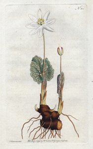 Sanguinaire du Canada - Litografie Sydenhama Edwardse (1768-1819), deska z botanického časopisu Williama Curtise (1746-1799) od Sydenham Teast Edwards