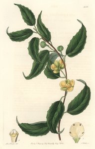 Schisandra má žluté květy, původem z Nepálu - Water forte od S. Wattse z ilustrace Sarah Anne Drake (1803-1857), z Botanického rejstříku od Sydenham Teast Edwards