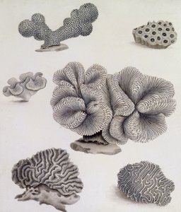 Mušle a Marine Flora (tužka, pero, inkoust a akvarel) (viz také 351985, 351986 a 351987) od Sydenham Teast Edwards