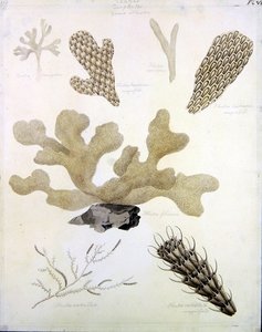 Mušle a mořská flóra (tužka, pero, tuš a akvarel na papíře) (viz také 351984, 351985 a 351986) od Sydenham Teast Edwards