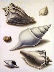 Mušle a Marine Flora (tužka, pero, inkoust a akvarel na papíře) (viz také 351984, 351985 a 351987) od Sydenham Teast Edwards