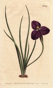 Hedvábná patersonia s tmavě fialovým květem. Pojmenován po plukovníku Patersonovi, který studoval australskou flóru. Hedvábná patersonia s tmavě fialovým květem. Rodák z Austrálie. Pojmenovaný po plukovníku Patersonovi, asistentovi guvernéra Nového Jižního od Sydenham Teast Edwards