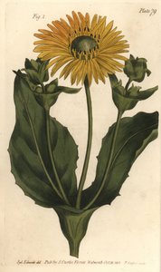 Silphium nebo rosinweed, Silphium asteriscus, Polygamia nessaria. Ručně kolorovaná mědirytina F. Sansoma botanické ilustrace Sydenhama Edwardse pro přednášky Williama Curtise o botanice, které byly dodány v Botanické zahradě v Lambeth od Sydenham Teast Edwards