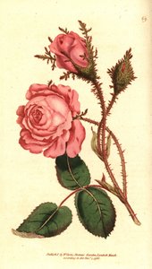Šumivá růže (šumivá růže) - Růžový mech, Rosa centifolia f. muscosa (Rosa muscosa). Ručně kolorovaná mědirytina podle botanické ilustrace z The Botanical Magazine Williama Curtise, Lambeth Marsh, Londýn od Sydenham Teast Edwards