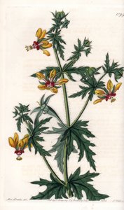 Spicy Poppy - Talíř vyrytý S. Wattsem, z ilustrace Sarah Anne Drake (1803-1857), z Botanického registru Sydenham Edwards (1768-1819), Anglie od Sydenham Teast Edwards
