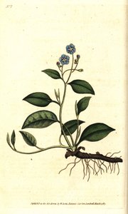 Jarní Omphalodes nebo Printaniere Malý Brutnák - pupečník plazivý, Omphalodes verna (puchačník modrý, Cynoglossum omphalodes). Ručně kolorovaná mědirytina podle botanické ilustrace Jamese Sowerbyho z The Botanical Magazine Williama Curtise, L. od Sydenham Teast Edwards