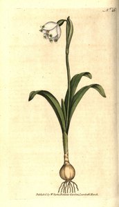 Jarní úroveň nebo Claudinette - jarní sněhová vločka, Leucojum vernum. Ručně kolorovaná mědirytina podle botanické ilustrace Jamese Sowerbyho z The Botanical Magazine Williama Curtise, Lambeth Marsh, Londýn od Sydenham Teast Edwards