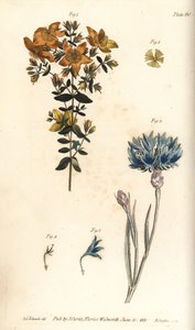 Třezalka tečkovaná, Hypericum perforatum, Polyadelphia od Sydenham Teast Edwards