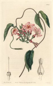 Hvězdný echit, původem z Brazílie - Water forte od S. Wattse z ilustrace Sarah Anne Drake (1803-1857), z Botanického rejstříku od Sydenham Teast Edwards