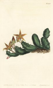 Stisseria geminata (Stapelia geminata dvoukvětá, Stapelia geminata). Ručně kolorovaná mědirytina F. Sansom Jr. podle ilustrace Sydenhama Edwardse z William Curtis