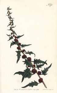 Jahodová vřetena v bagetě - Husice listová, Chenopodium foliosum (Blitum virgatum). Ručně kolorovaná mědirytina od Sansom podle ilustrace Sydenhama Edwardse z William Curtis