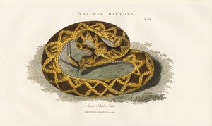 Chřestýš pruhovaný od Sydenham Teast Edwards