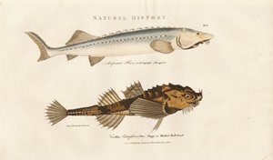 Sturgeon a Pogge od Sydenham Teast Edwards