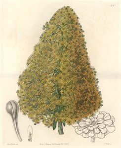 Sukulentní rostlina, květ Aenium, původem z Kanárských ostrovů - Silná voda od S. Wattse z ilustrace Sarah Anne Drake (1803-1857), z Botanického rejstříku od Sydenham Teast Edwards
