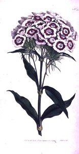 Sweet William or Bearded Pink (Dianthus barbatus), deska 205 od Williama Curtise 