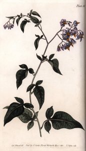 Sladká hořká nebo hořkosladká nocovka. Barevná mědirytina, ilustrace Sydenham Edwards (1768-1819) pro Conference of Botanical, Botanická zahrada Lambeth (Anglie) od Sydenham Teast Edwards